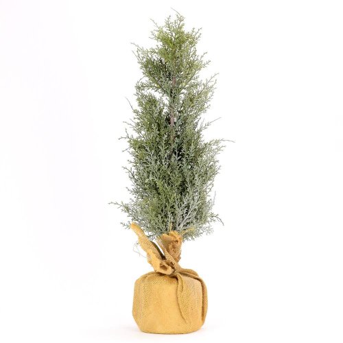 Stromček  70cm