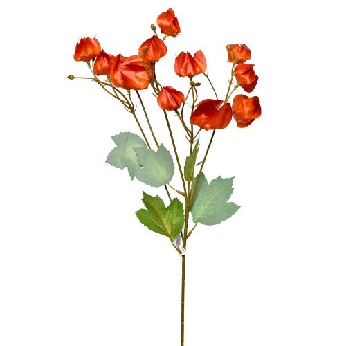 Konár physalis 58cm