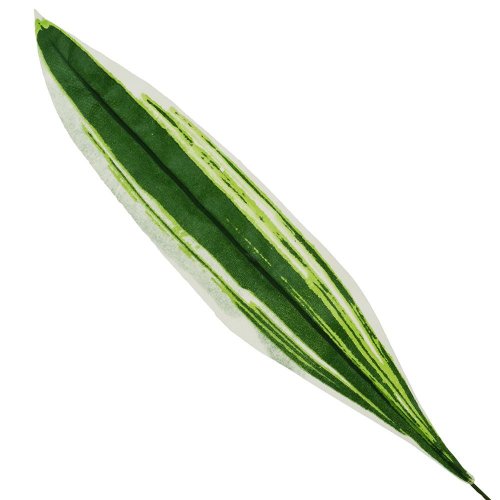 25flk1025 list dracena 60cm