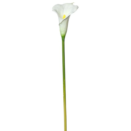 Ks calla biela 70cm