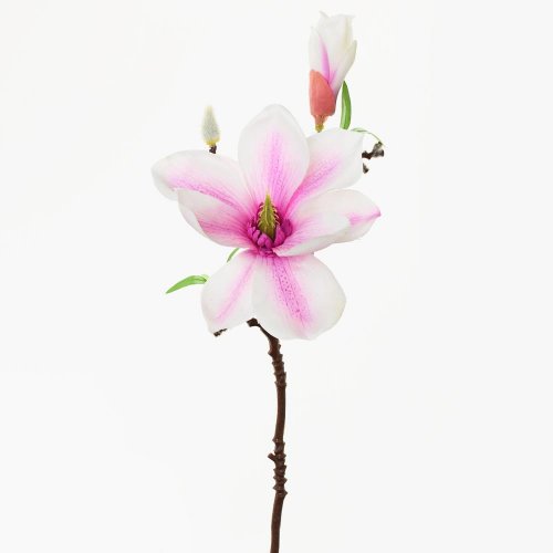 Konár magnólia bielo-ružová 36cm