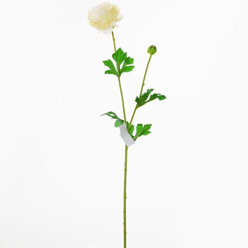 Ks ranunculus smot.ks 60cm