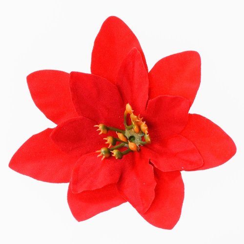 Hlava poinsetia