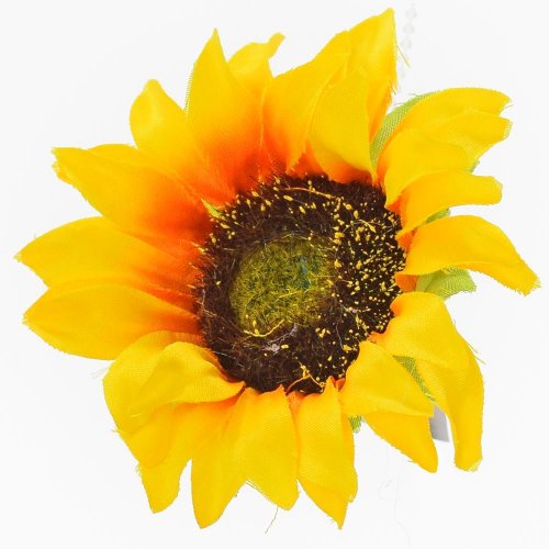 Hlava slnečnica priem:8cm bal:12ks
