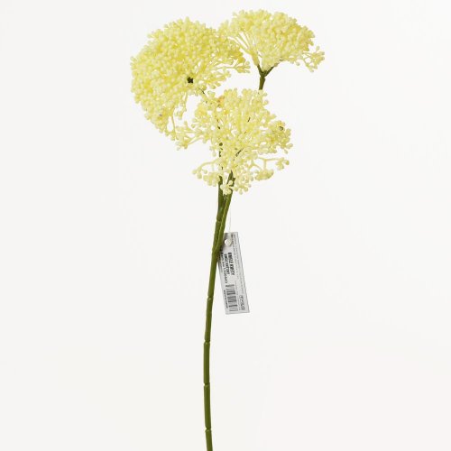 Ks sedum krém 36cm