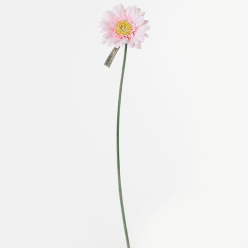 Ks gerbera bl.ružová 45cm