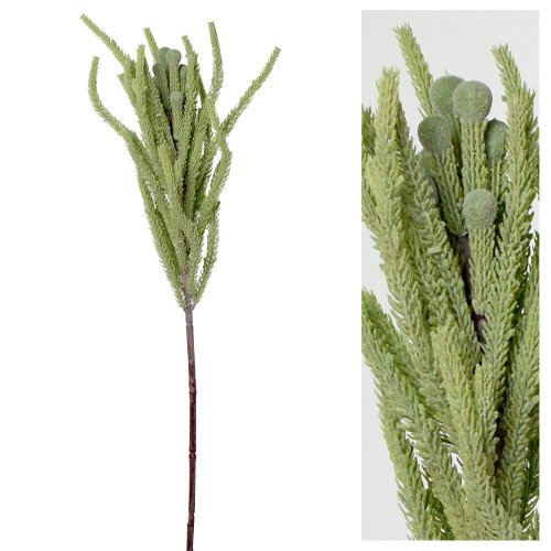 Ks brunia 67cm