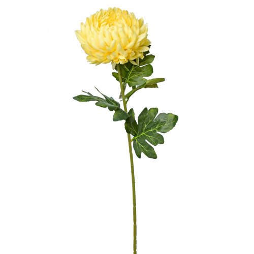 Ks chryzantéma 75cm žltá