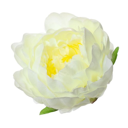 Hlava pivoňka biela p:10cm bal:12ks