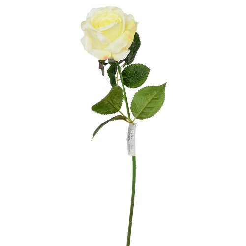 Ks ruža krém 50cm