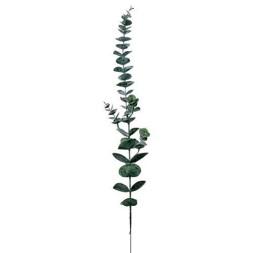 Ks eucalyptus 69cm