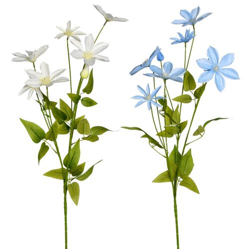 Ks clematis 89cm 2f