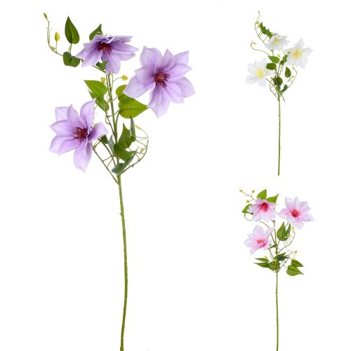 Clematis 3-kvety,listy mix/f 72cm