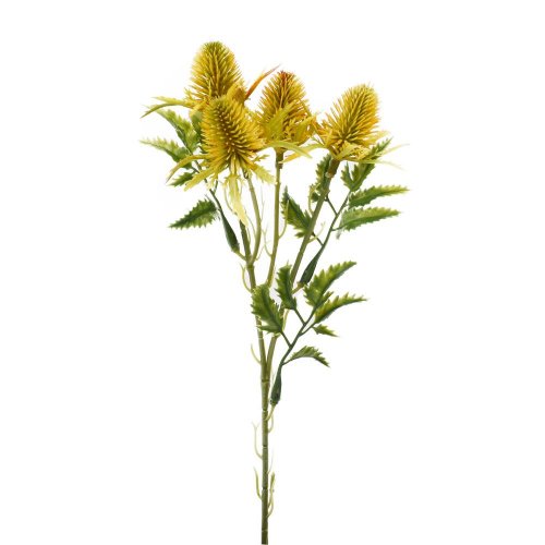 Zeleň eryngium-bodliak x3 žltý 27cm