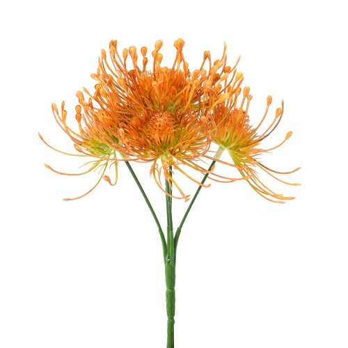 Zeleň chryzantéma x5 oranžová 24cm