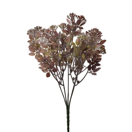 Zeleň sedum bordovo-zelené 30cm