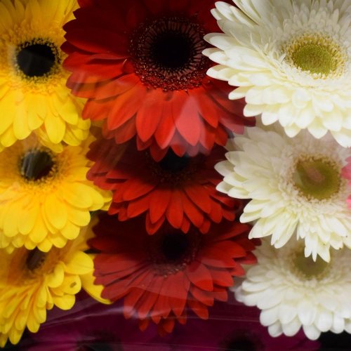 Gerbera  velká/ ks