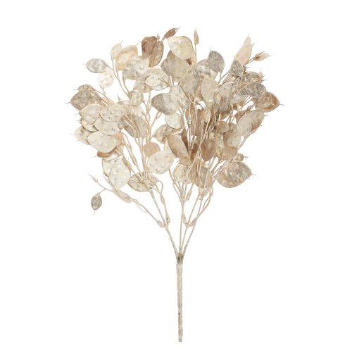 Zeleň lunaria šampaň 37cm