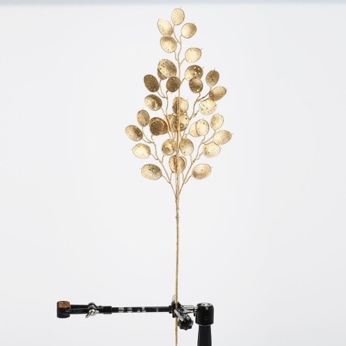 Konár lunária zlatá 62cm - Vianočné dekorácie a ozdoby