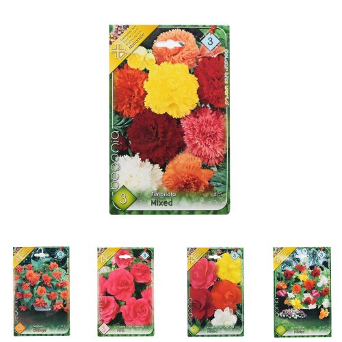 Begonia mix cibuľka