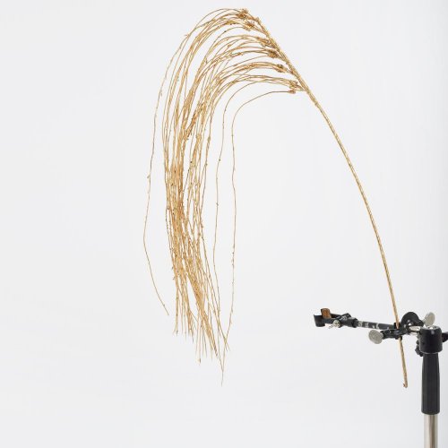 Konár vŕba previslá zlatá 110cm