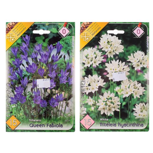Triteleia