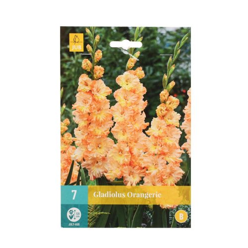 Canna exclusive