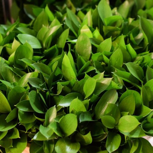 Ruscus na ks/ ks