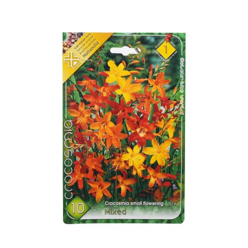 Crocosmia mix
