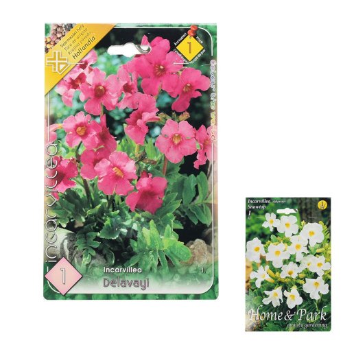 Incarvillea mix