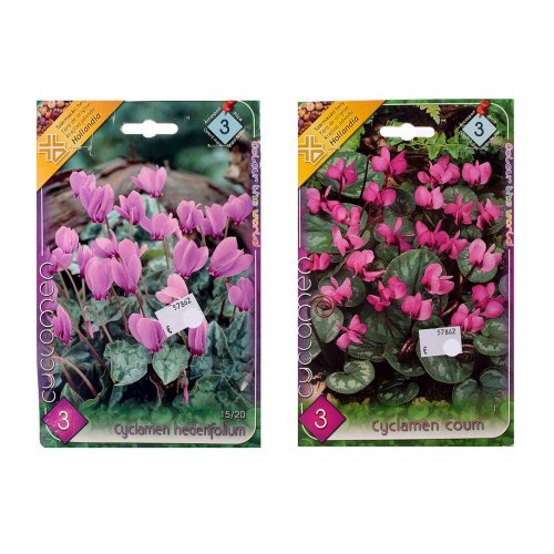 Cyclamen mix