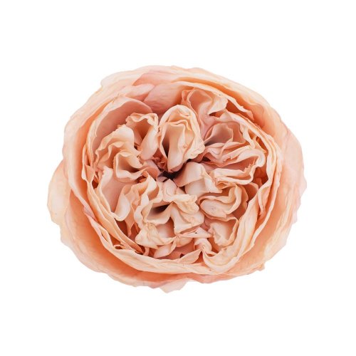 Hlava ruža anglická ružová 7cm