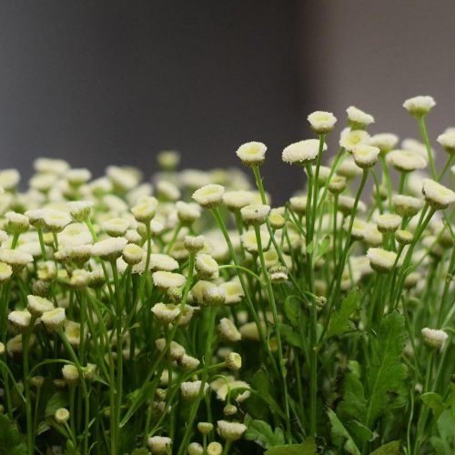 Tanacetum/ ks