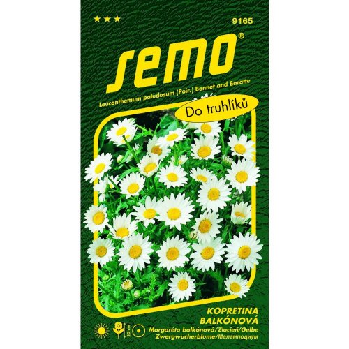 Margarétka balkónová sněhurka 0,3g