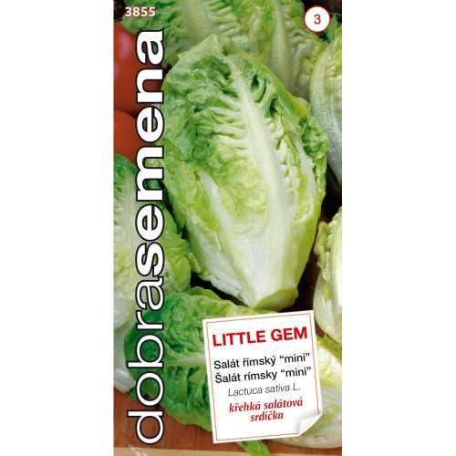 Šalát siaty 