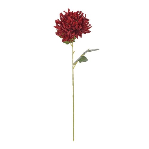 Ks chryzantéma bordová 55cm