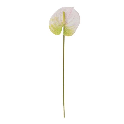 Ks antúria bielo-zelená 63cm