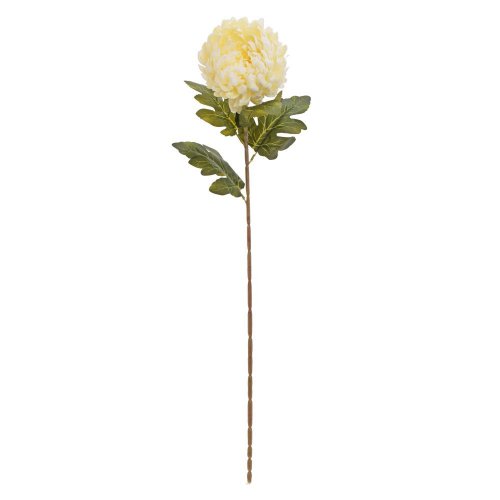 Ks chryzantéma krém 75cm
