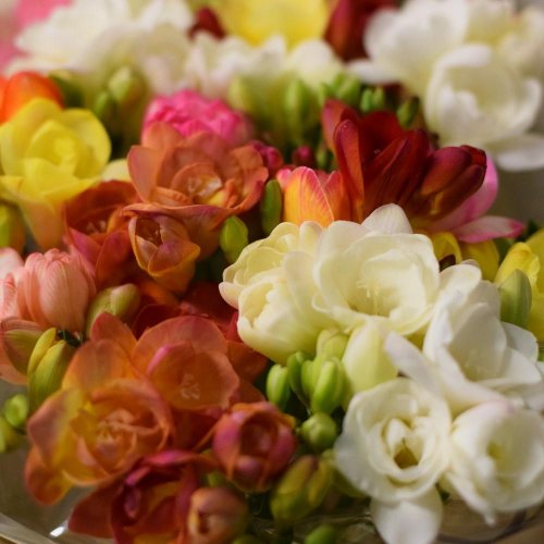 Frezia pl / ks - (25ks v bal.)