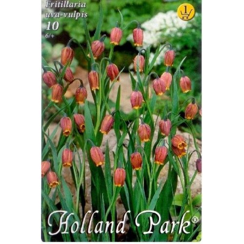 Fritillaria uva-vulpis - Vianočné dekorácie