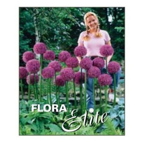 Allium globemaster - Umelé kvety