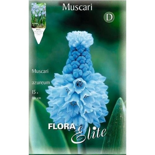 Muscari touch of snow,azureum - Umelé kvety