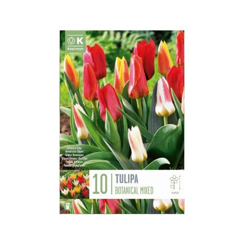 Tulipán botanical mix farieb 10ks