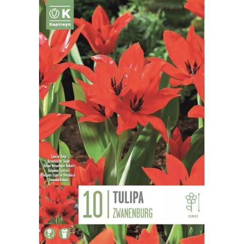 Tulipán spec.pr.zwanenburg 10ks - Umelé kvety