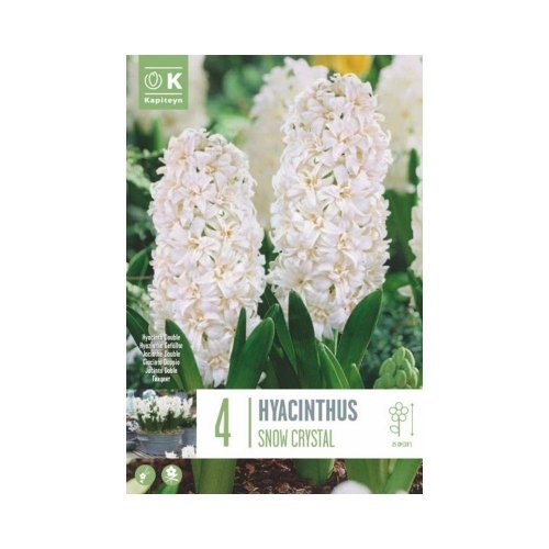 Hyacint double snow crystal 4ks - Umelé kvety