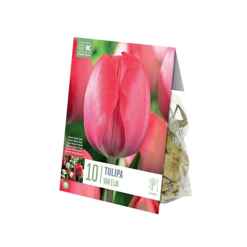 Tulipán van eijk 10 ks