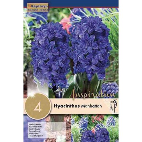 Hyacint double manhattan 4ks - Umelé kvety