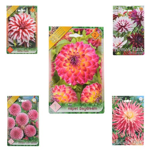 Dahlia mix