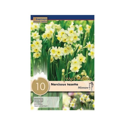 Narcis minnow 10ks - Umelé kvety