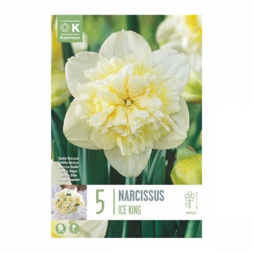 Narcis ice king 5ks - Umelé kvety